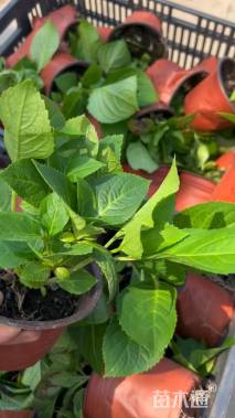 高度20厘米绣球