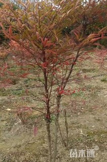 高度50厘米南天竹