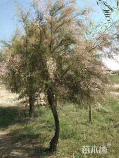 高度500厘米柽柳