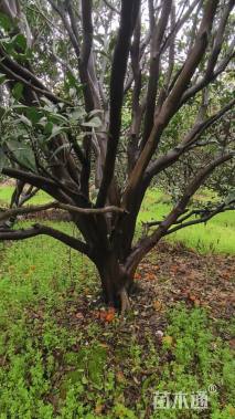 12公分橘子