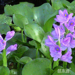 高度30厘米凤眼莲