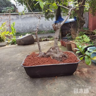 高度60厘米蜡梅