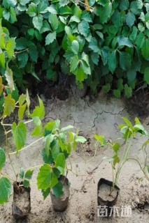 50厘米三叶地锦