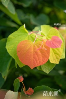 8公分加拿大紫荆