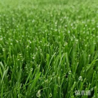 草块状百慕大草