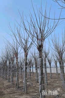 15公分嫁接香花槐