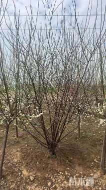 高度300厘米丛生榆叶梅