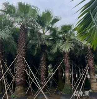 裸干高150厘米华棕
