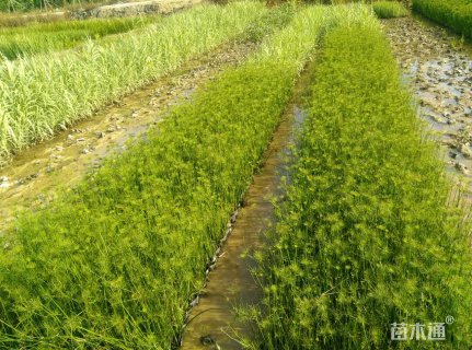 高度45厘米纸莎草