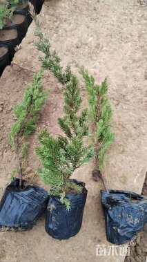 高度60厘米沙地柏