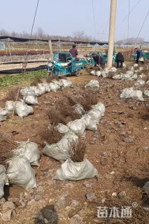 高度35厘米平枝栒子