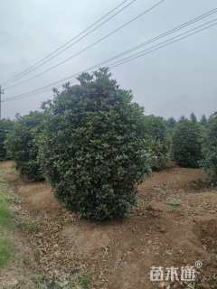 10公分桂花