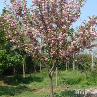 20公分东京樱花