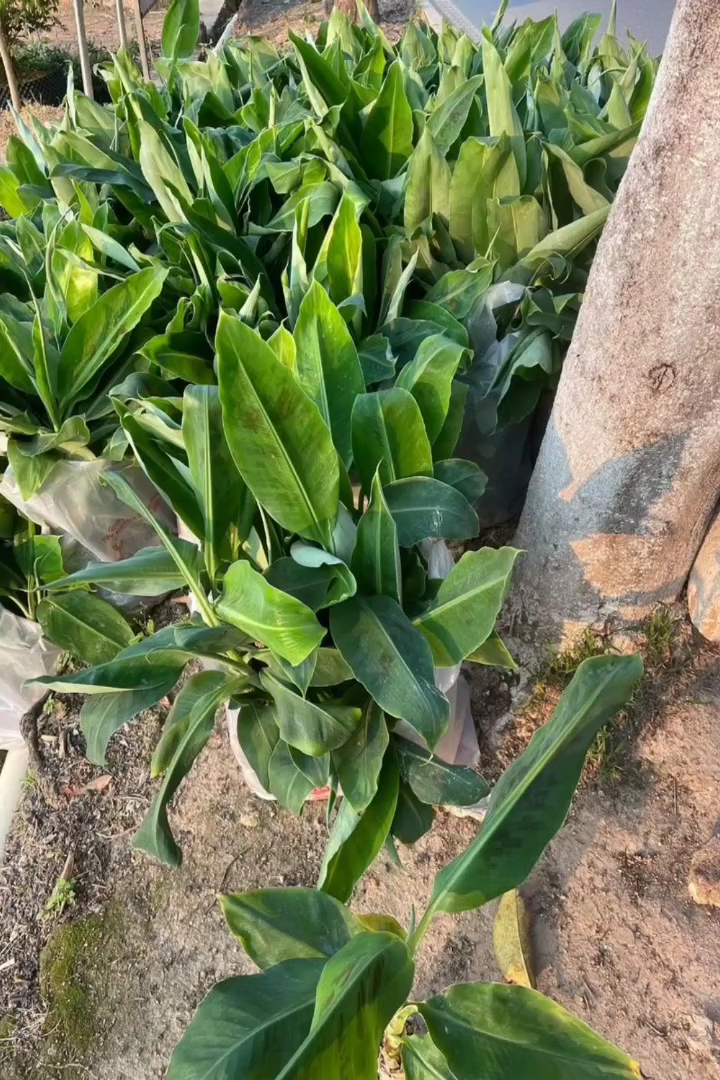 高度35厘米芭蕉