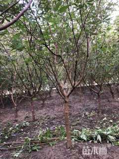 高度150厘米穗花牡荆
