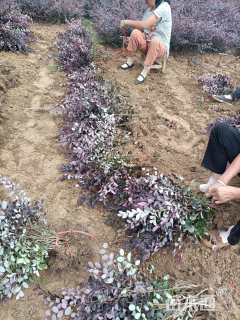 高度30厘米红花继木