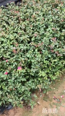 高度20厘米月季