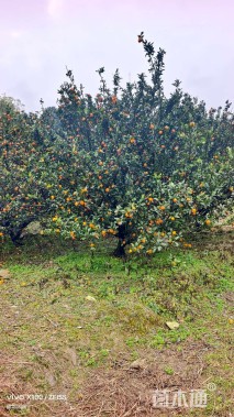 高度350厘米南丰蜜桔