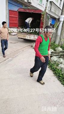 4公分桤木