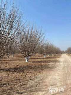 高度600厘米丛生白蜡