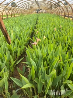 高度30厘米粉美人蕉