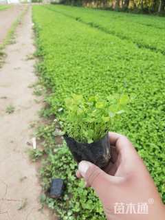 高度10厘米白三叶