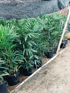 裸干高90厘米棕竹