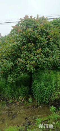 10公分红叶石楠