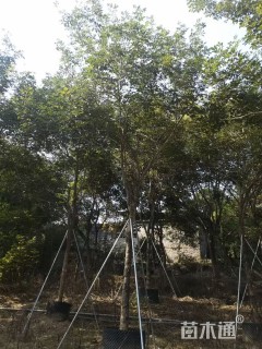 8公分黄花风铃木