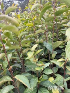 0.5公分红花油茶