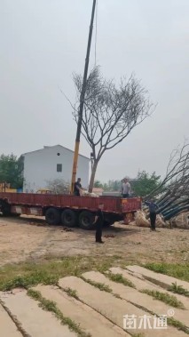 15公分合欢