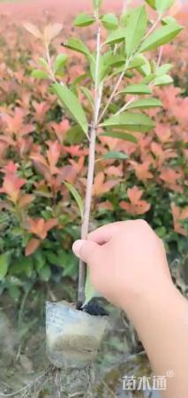 0.5公分红叶石楠