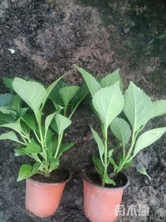 高度25厘米八仙花