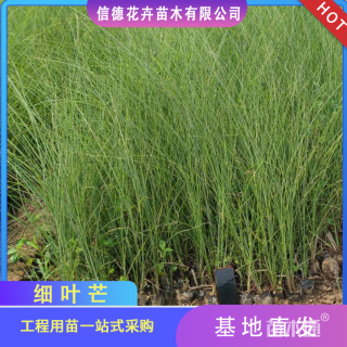 高度40厘米细叶芒
