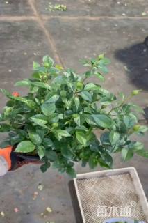 高度25厘米欧洲月季