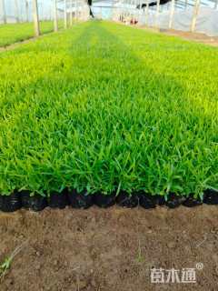 高度15厘米常夏石竹