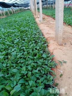 高度15厘米松果菊