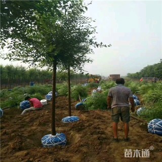 8公分榆树