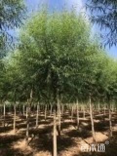 12公分垂柳