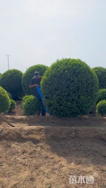 高度60厘米水蜡球