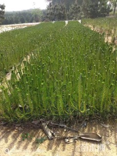 高度45厘米油松小苗