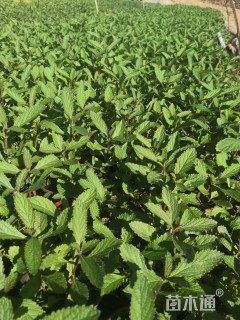 高度35厘米马鞭草
