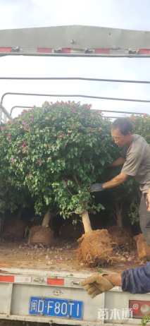 冠幅90厘米三角梅球