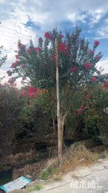 高度300厘米天鹅绒紫薇