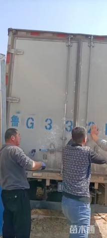 高度70厘米花叶芒
