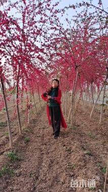 8公分垂枝碧桃
