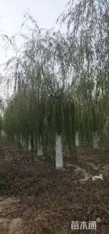 30公分垂柳