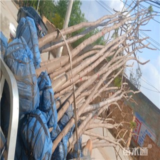 8公分火炬树