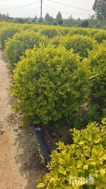 冠幅150厘米金叶女贞球