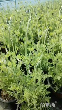 高度50厘米薰衣草